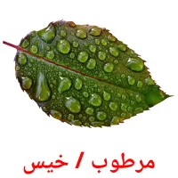 مرطوب / خیس bildekort