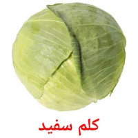 کلم سفید picture flashcards