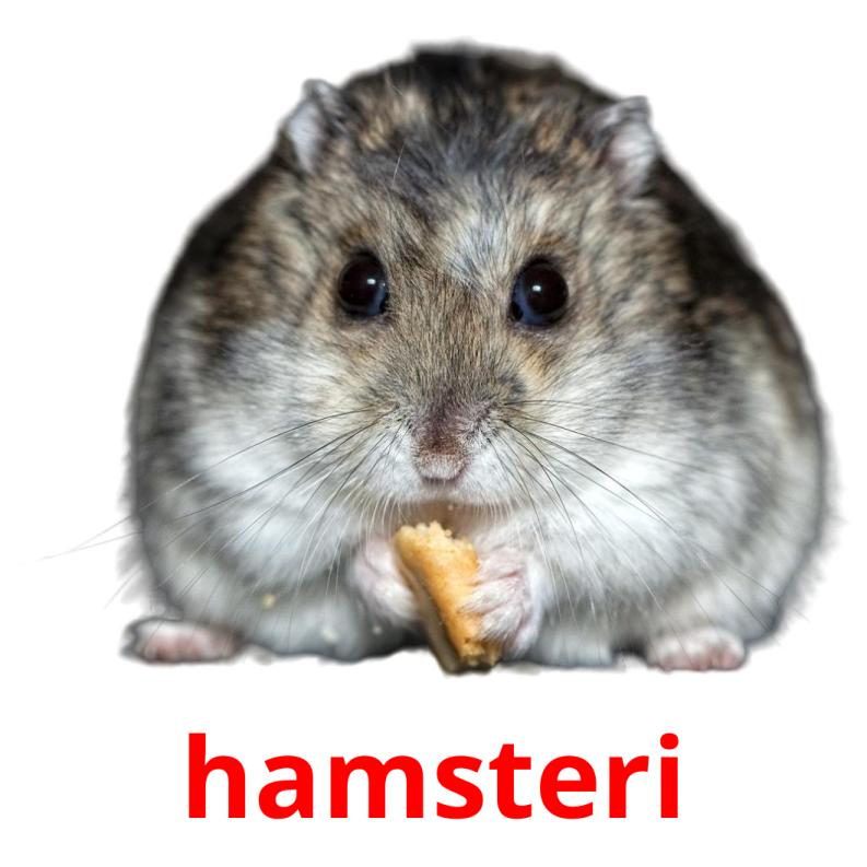 hamsteri picture flashcards