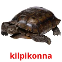 kilpikonna Tarjetas didacticas