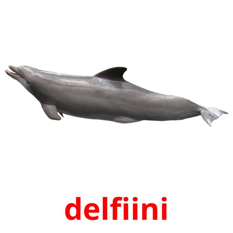 delfiini Bildkarteikarten