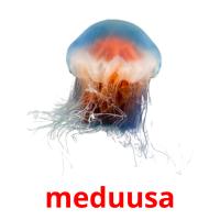 meduusa card for translate