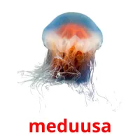 meduusa Tarjetas didacticas