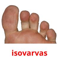 isovarvas picture flashcards