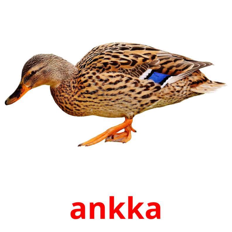 ankka picture flashcards