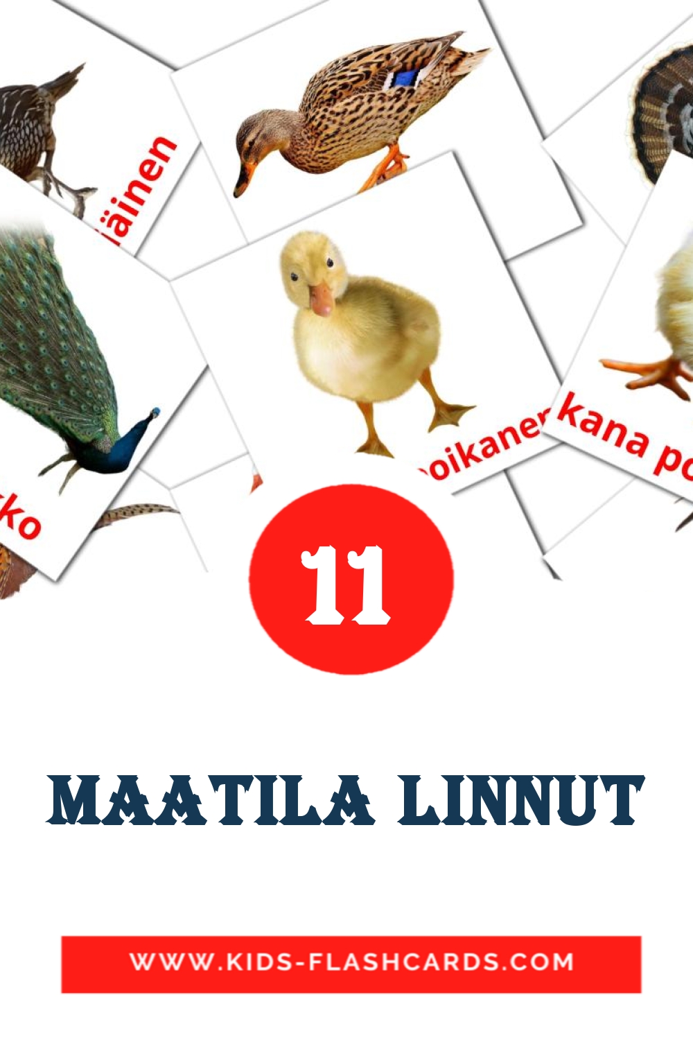 11 carte illustrate di Maatila linnut per la scuola materna in finlandese