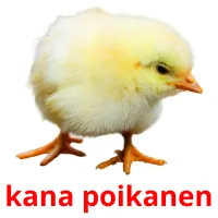 kana poikanen ansichtkaarten