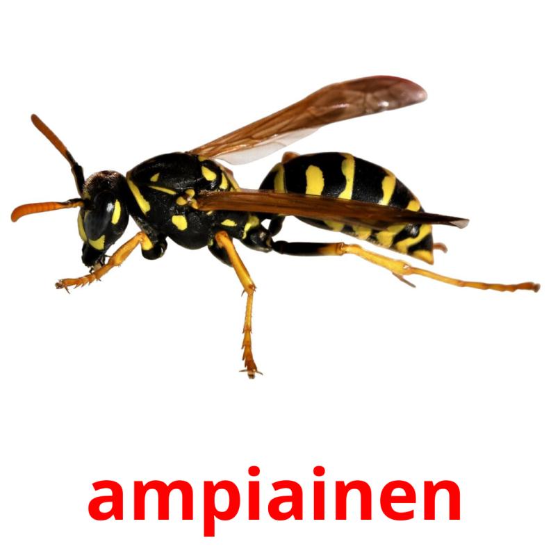 ampiainen picture flashcards