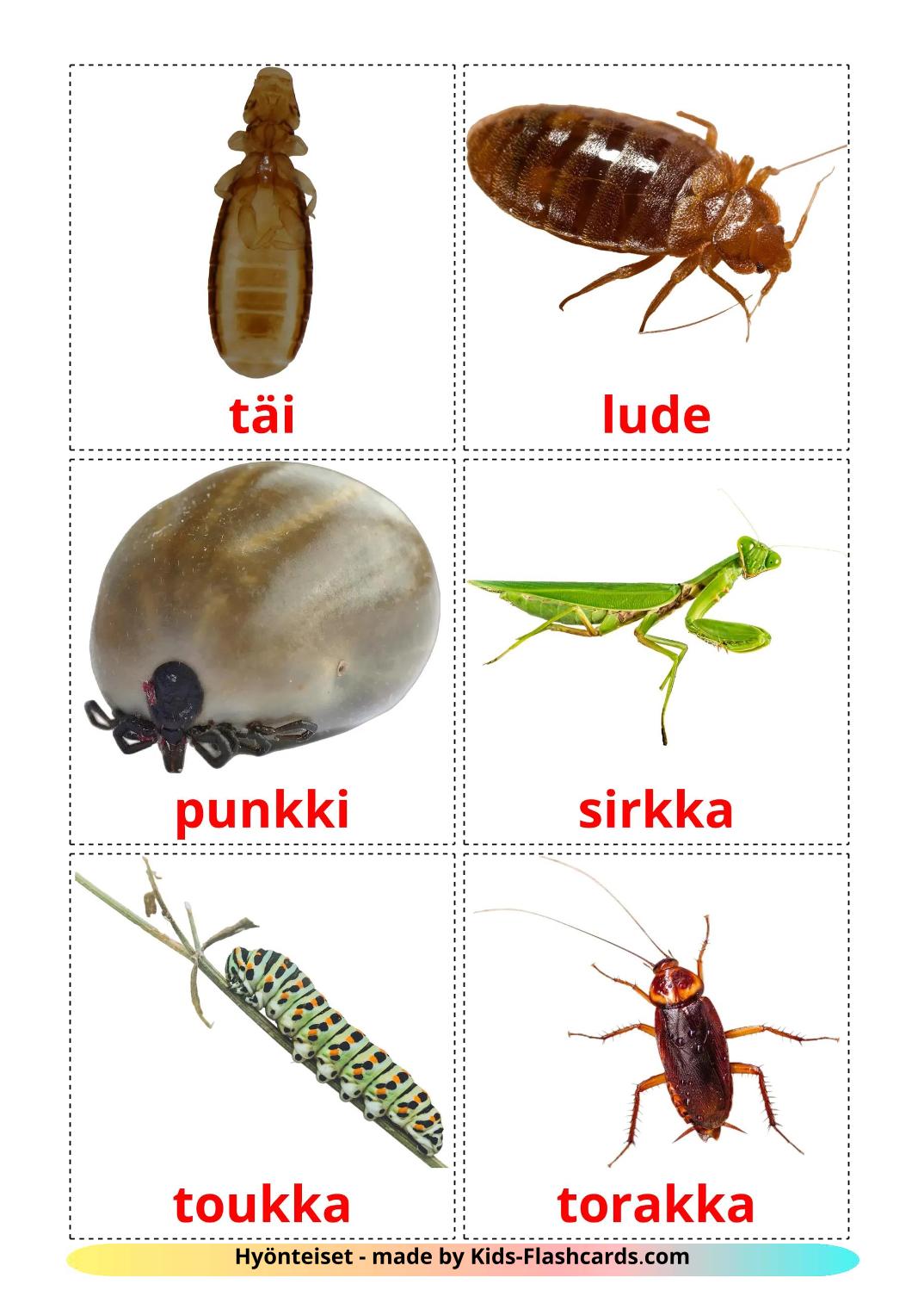 Insects - 24 Free Printable finnish Flashcards 