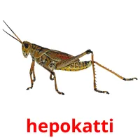 hepokatti picture flashcards