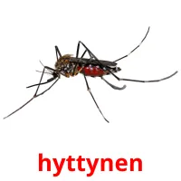 hyttynen picture flashcards