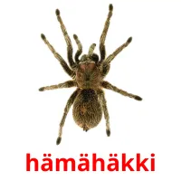 hämähäkki picture flashcards