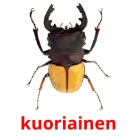 kuoriainen picture flashcards