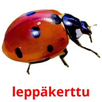 leppäkerttu picture flashcards