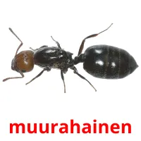 muurahainen picture flashcards