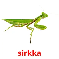 sirkka picture flashcards