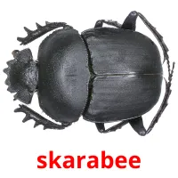 skarabee picture flashcards