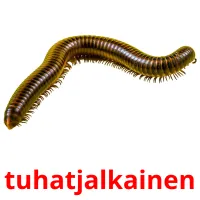 tuhatjalkainen picture flashcards