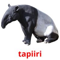 tapiiri picture flashcards