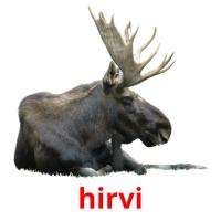 hirvi picture flashcards