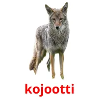 kojootti cartões com imagens