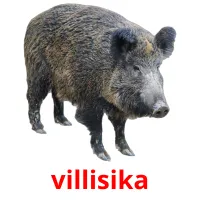 villisika cartões com imagens