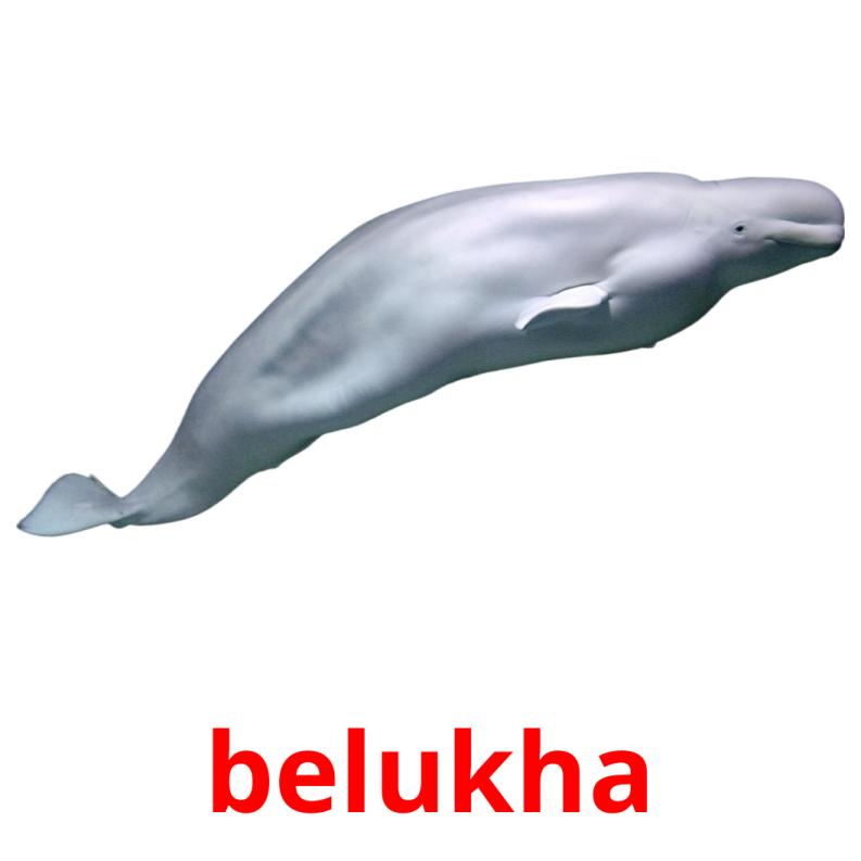 belukha picture flashcards