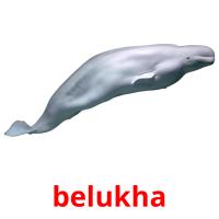 belukha card for translate