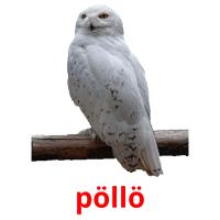 pöllö picture flashcards