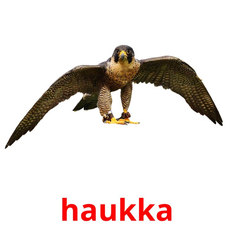 haukka picture flashcards