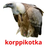 korppikotka picture flashcards