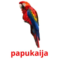 papukaija picture flashcards