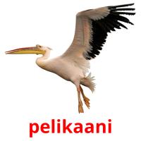 pelikaani card for translate