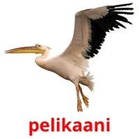 pelikaani picture flashcards