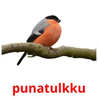 punatulkku picture flashcards