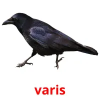 varis picture flashcards