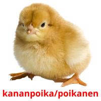 kananpoika/poikanen picture flashcards