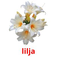 lilja picture flashcards