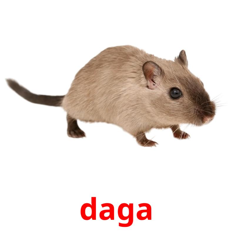 daga picture flashcards