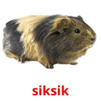 siksik picture flashcards