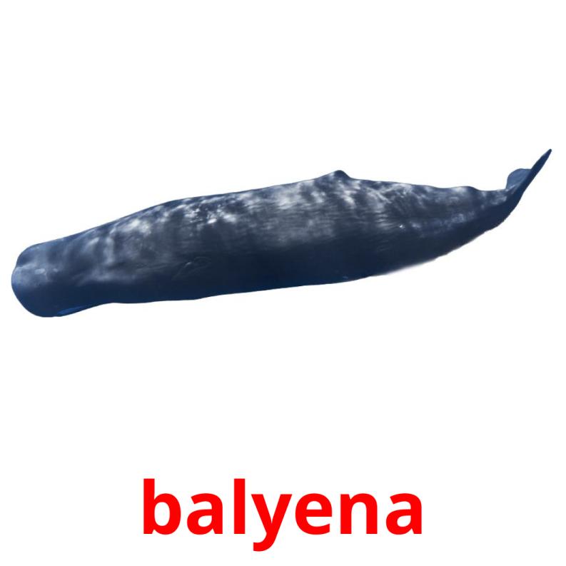 balyena picture flashcards