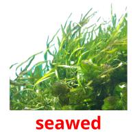 seawed picture flashcards