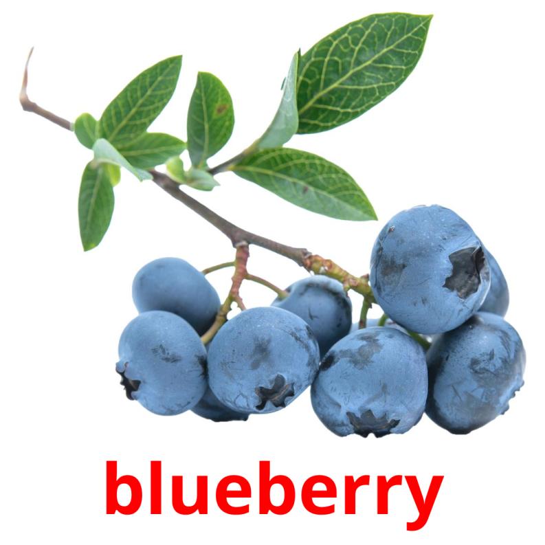 blueberry Tarjetas didacticas