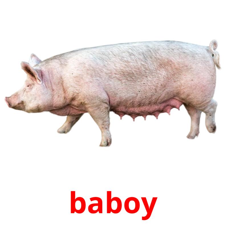 baboy picture flashcards