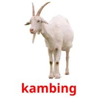 kambing Bildkarteikarten