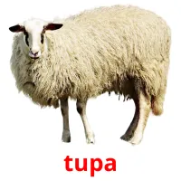 tupa Bildkarteikarten