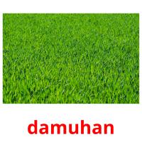 damuhan picture flashcards