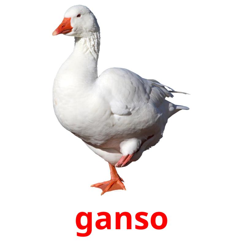 ganso picture flashcards