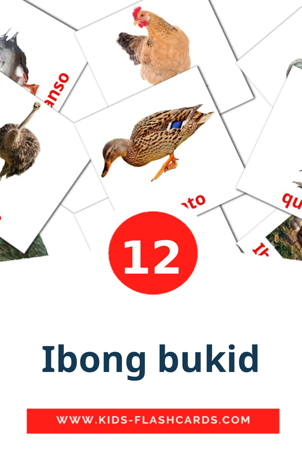 12 Ibong bukid Picture Cards for Kindergarden in filipino