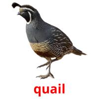 quail card for translate